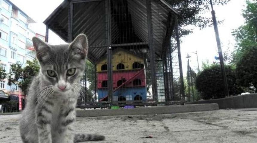 Sokak Kedilerine 3 Katlı Villa Barınak