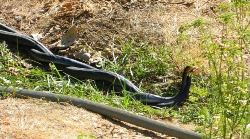 Yılanların Aşkı &Ouml;l&uuml;mle Bitti