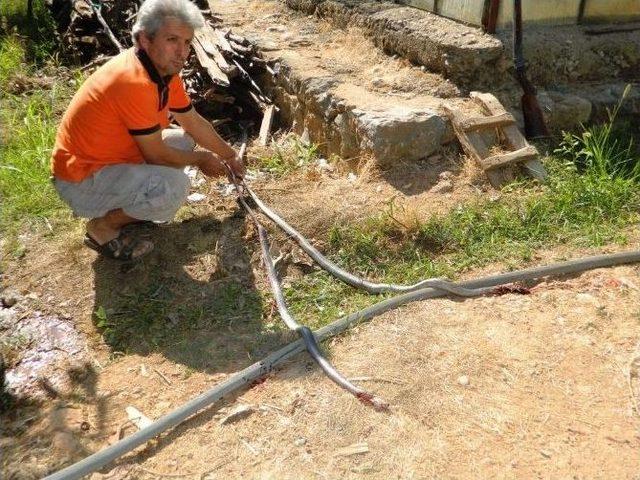 Yılanların Aşkı &Ouml;l&uuml;mle Bitti 1