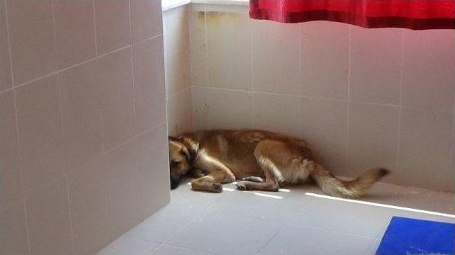 (&ouml;zel Haber) Okula Giren Sokak K&ouml;peğini &Ccedil;ıkarma Operasyonu 1