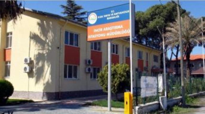 Erbeyli İncir Araştırma Yeniden &rsquo;enstit&uuml;&rsquo; Oldu