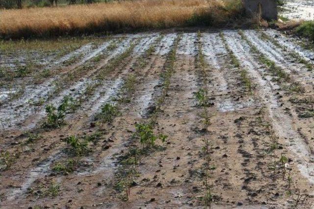 Kınık ta Dolu Binlerce D&ouml;n&uuml;m Tarım Alanını Vurdu 1