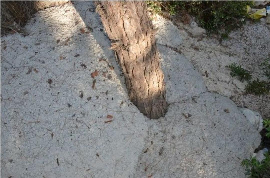 Pina Yarımadasında Halep &Ccedil;amlarına Betonlu &Ouml;l&uuml;m