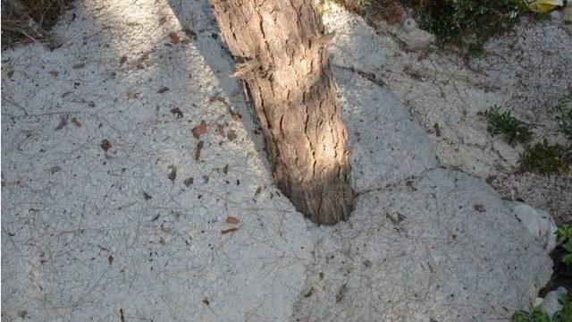 Pina Yarımadasında Halep Çamlarına Betonlu Ölüm