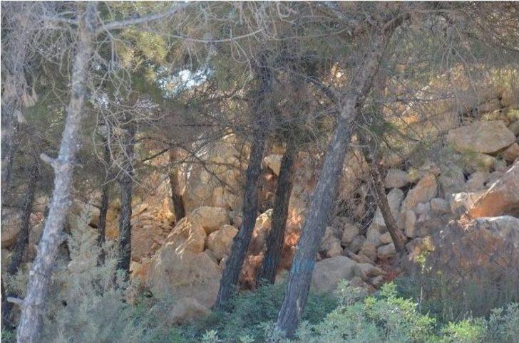 Pina Yarımadasında Halep Çamlarına Betonlu Ölüm G1