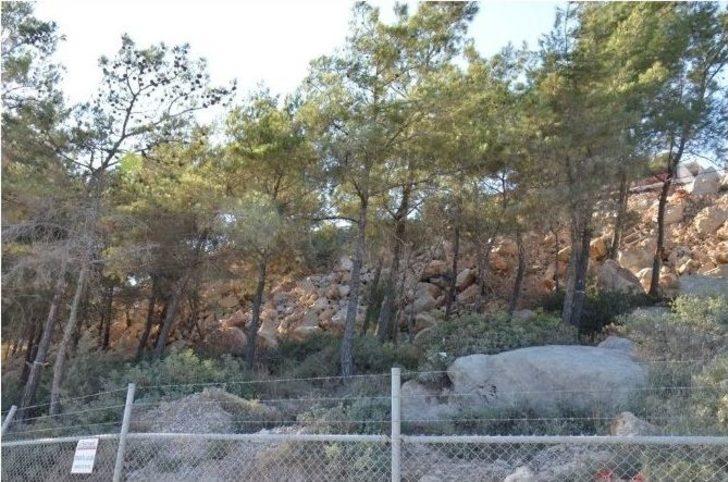 Pina Yarımadasında Halep Çamlarına Betonlu Ölüm G2