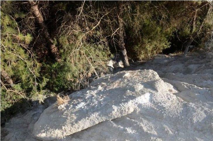 Pina Yarımadasında Halep Çamlarına Betonlu Ölüm G3