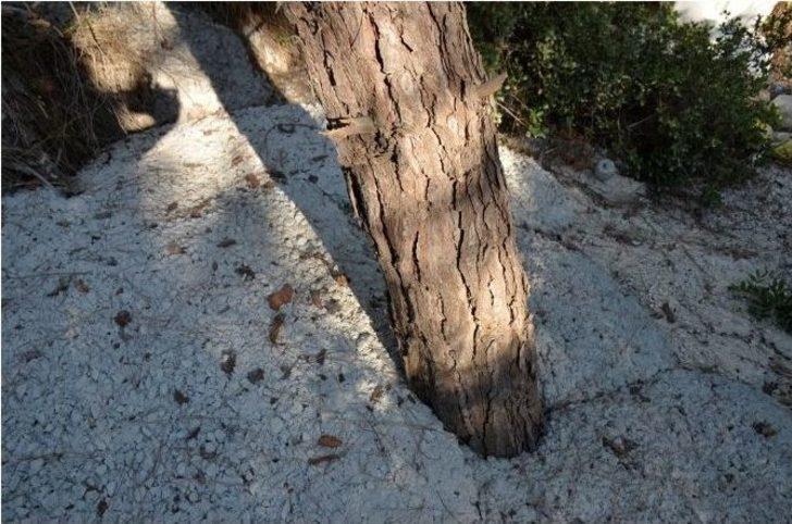 Pina Yarımadasında Halep Çamlarına Betonlu Ölüm G5