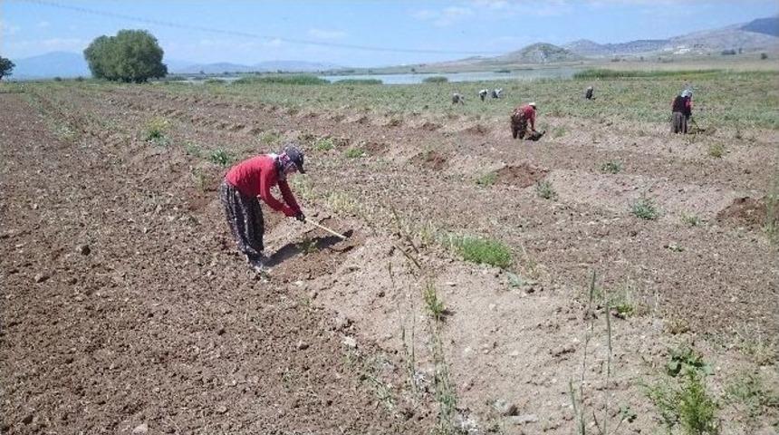 Karataş G&ouml;l&uuml; &Ccedil;evresinde 205 Bin Fidan Toprakla Buluştu