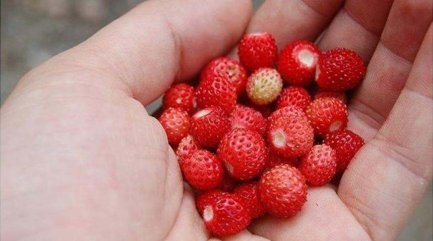 Dağ &Ccedil;ileği Pazarın G&ouml;zbebeği