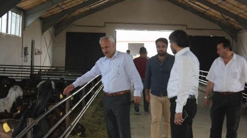 İl M&uuml;d&uuml;r&uuml; Yılmaz Damızlık Ke&ccedil;i &Ccedil;iftliğini Ziyaret Etti