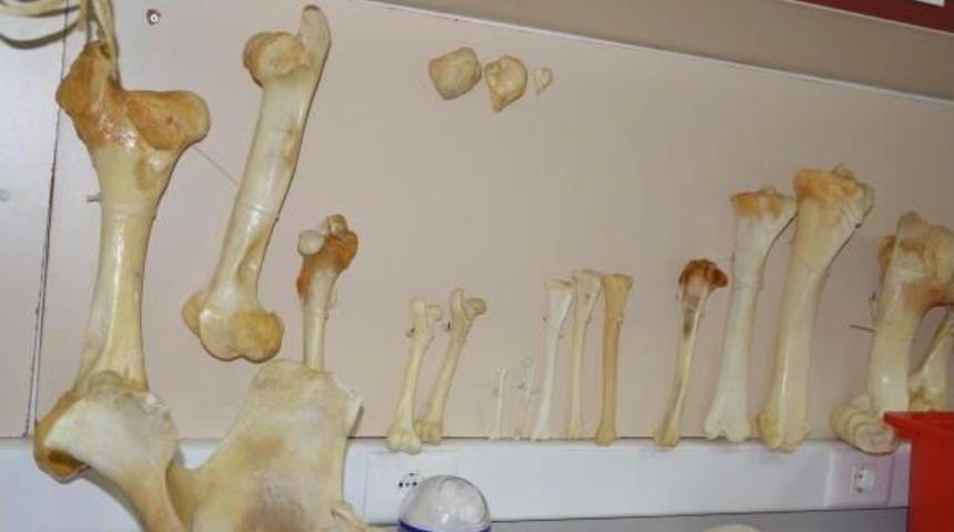 Ad&uuml;, Abd'ye Eşek Kemiği Ihra&ccedil; Etti