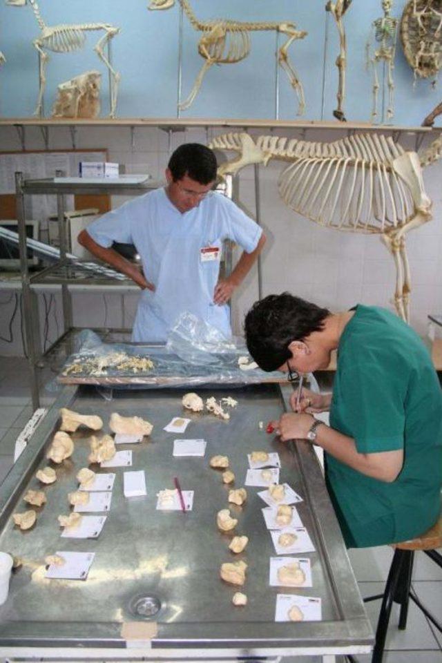 Ad&uuml;, Abd ye Eşek Kemiği Ihra&ccedil; Etti 1