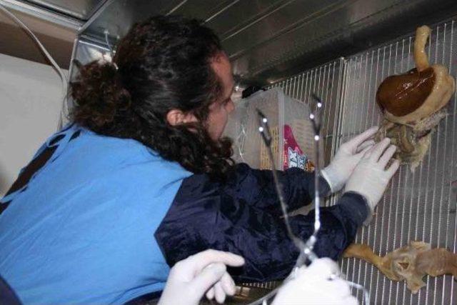 Ad&uuml;, Abd ye Eşek Kemiği Ihra&ccedil; Etti 2