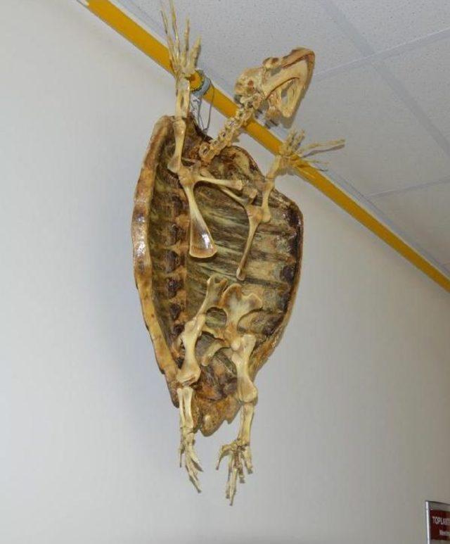 Ad&uuml;, Abd ye Eşek Kemiği Ihra&ccedil; Etti 3