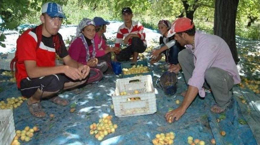 Kayısı İş&ccedil;isinin G&uuml;nl&uuml;k Yevmiye Tartışması