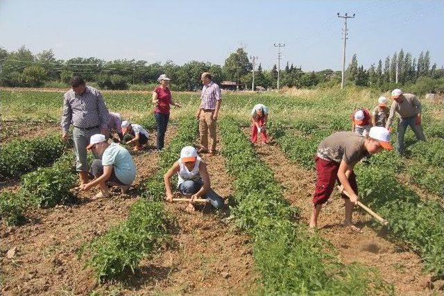 &Ouml;ğrenciler Tarım Kampına Akın Etti 2