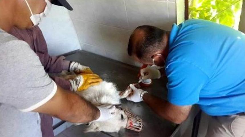 Yaralı K&ouml;pek Ve Leylek Tedavi Edildi