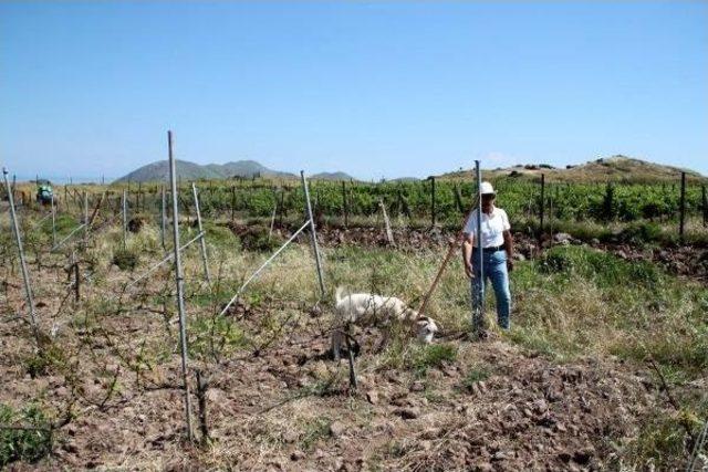Gökçeada nın Bağlarına Keçi Darbesi 2