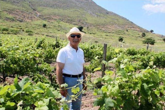 G&ouml;k&ccedil;eada nın Bağlarına Ke&ccedil;i Darbesi 3