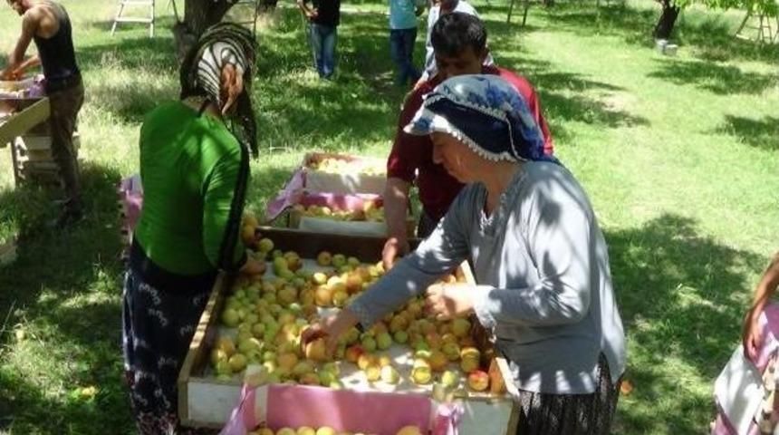 Iğdır'da Kayısı Hasadı Başladı