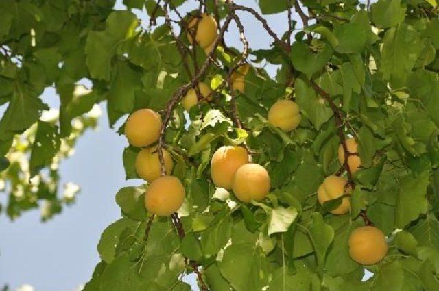 Iğdır da Kayısı Hasadı Başladı 1