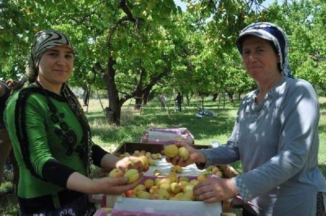 Iğdır da Kayısı Hasadı Başladı 2