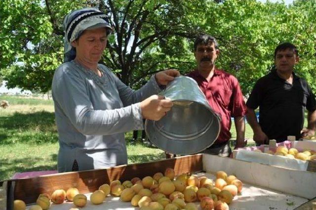 Iğdır da Kayısı Hasadı Başladı 3