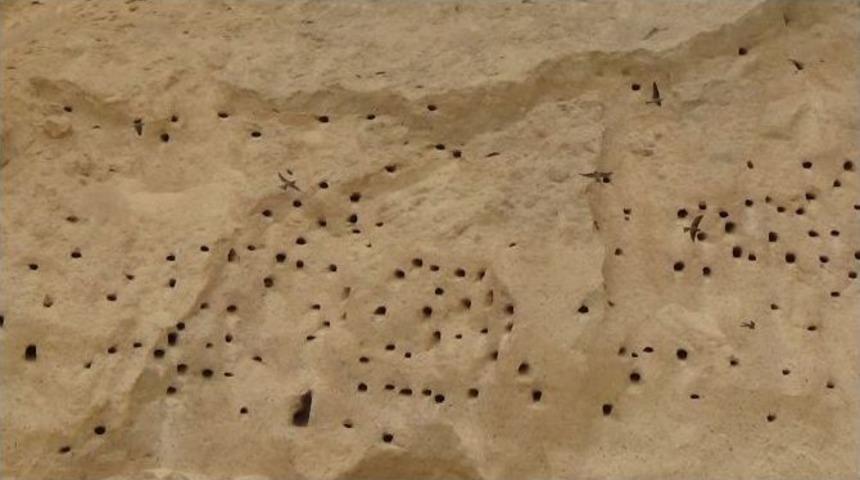 (&ouml;zel Haber) Kırlangı&ccedil;lar Şantiyede İş Durdurdu