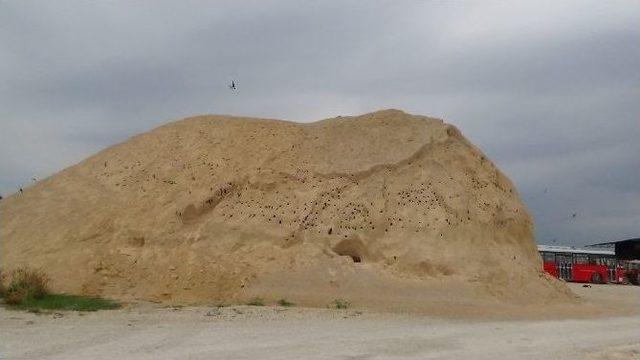 (&ouml;zel Haber) Kırlangı&ccedil;lar Şantiyede İş Durdurdu 1