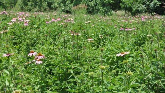Şifa Kaynağı Ekinezya Yok Satıyor