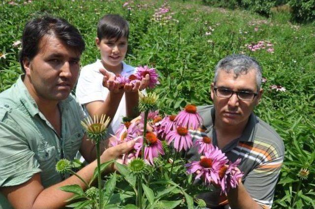 Şifa Kaynağı Ekinezya Yok Satıyor 1