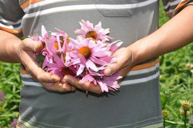 Şifa Kaynağı Ekinezya Yok Satıyor 2