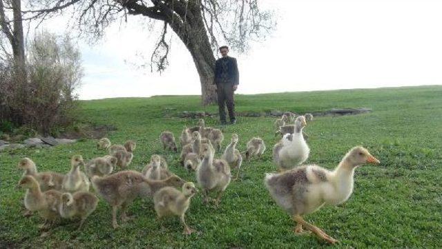 Elektrik Borcu Için Kaz Yetiştiriyor