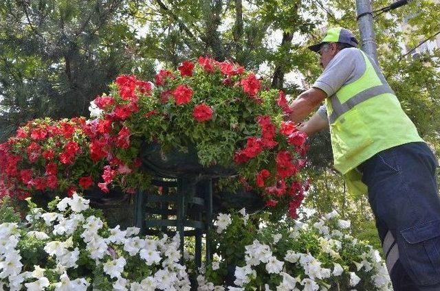 Zülfiye Çiçeklerine Özel Bakım 1