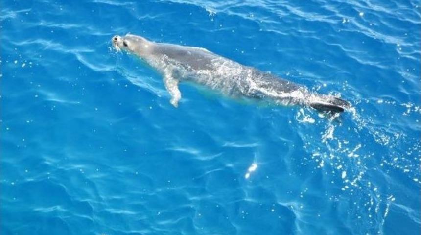 Sevimli Akdeniz Foku, Dat&ccedil;a Kıyılarında G&ouml;r&uuml;ld&uuml;