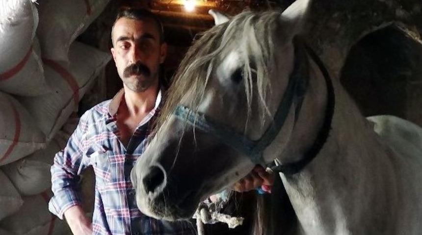 (&ouml;zel Haber) Rahvan Atlarının Nesli T&uuml;kenme Tehlikesiyle Karşı Karşıya