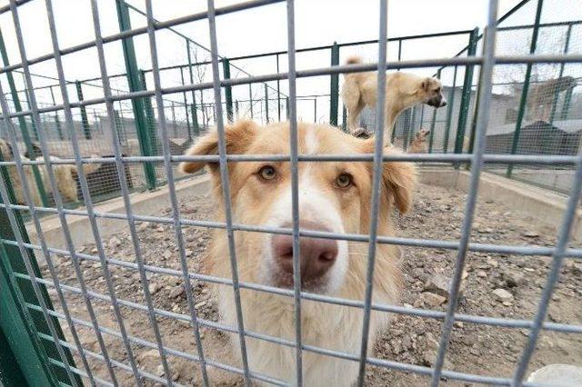 Pet Shop Sahiplerine Sertifika Eğitimi