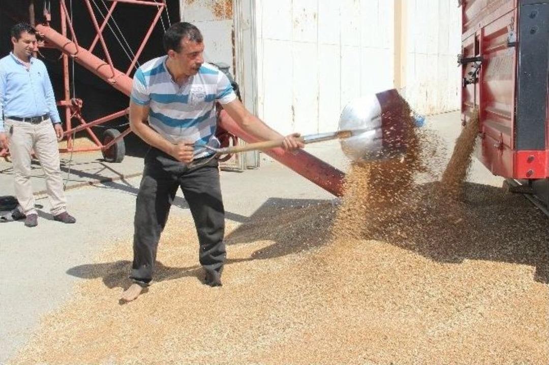 Buğdayda Verim D&uuml;ş&uuml;k, Kalite Y&uuml;ksek