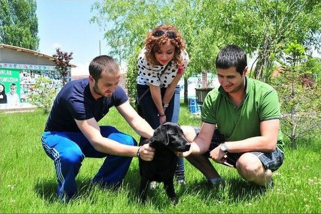 Sahiplendirme Başarısı Sürüyor