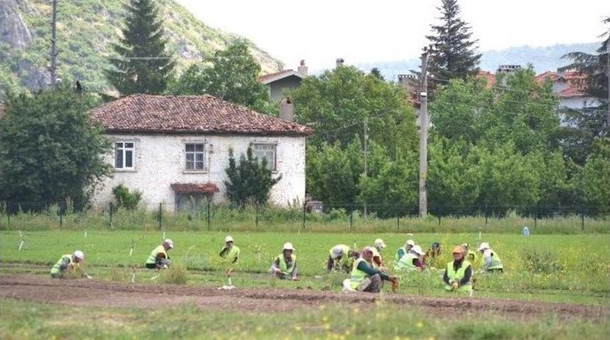 Ormanlara Yabani Meyve, Bal Ormanlarına İse Kekik, Biberiye Ve Lavanta Fidanı