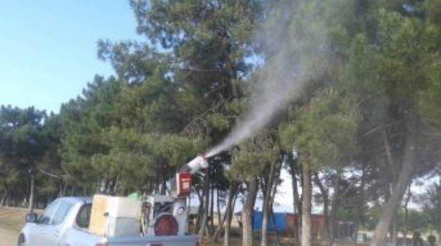 Orhangazi&rsquo;de &Ccedil;am Ağa&ccedil;ları İla&ccedil;lanıyor