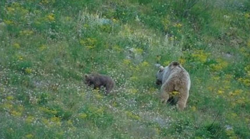 Ka&ccedil;karlar&rsquo;da Ayı Ve Yavrusu