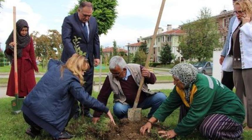 &Ccedil;ocuklar Dalından Yesin Diye Parklara Meyve Fidanı Dikildi