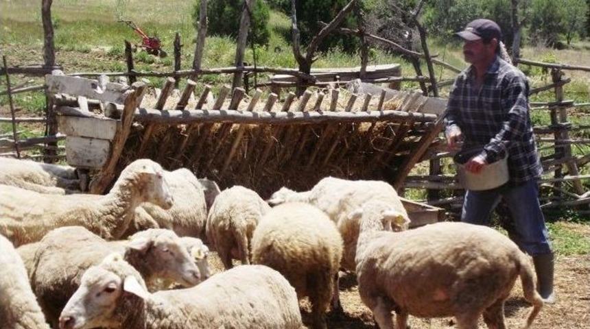 Okuduğu Romanla Hayatı Değişti, &Ccedil;oban Olmaya Karar Verdi