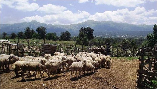 Okuduğu Romanla Hayatı Değişti, Çoban Olmaya Karar Verdi