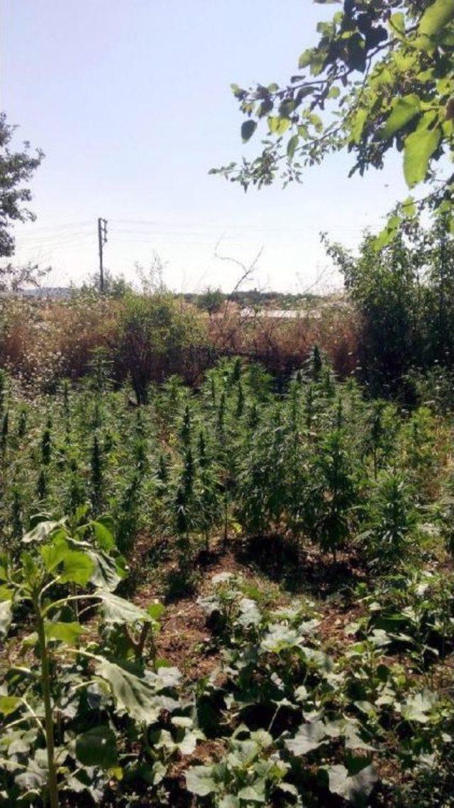 Diyarbakır da 25 Bin K&ouml;k Kenevir Imha Edildi 1