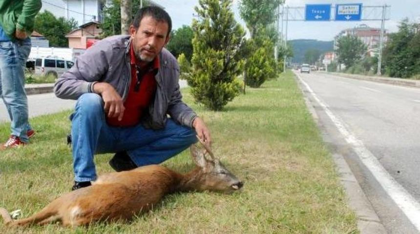 Aracın &Ccedil;arptığı Karaca &Ouml;ld&uuml;