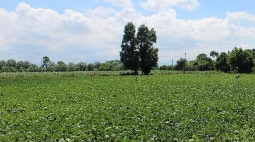 Samsun, Tarımsal &Uuml;retimde 10. Sırada