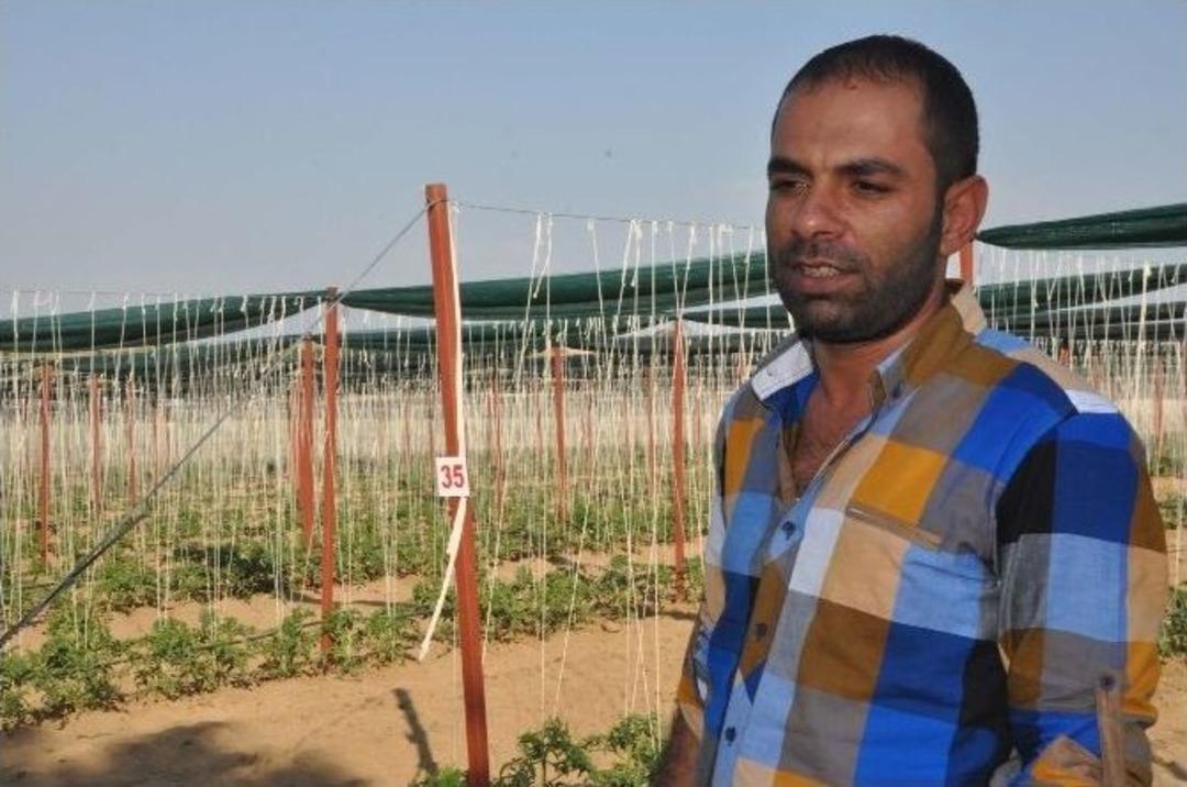 (&ouml;zel Haber) Vang&ouml;l&uuml; Kıyısında Sırık Domates Yetiştiriciliği